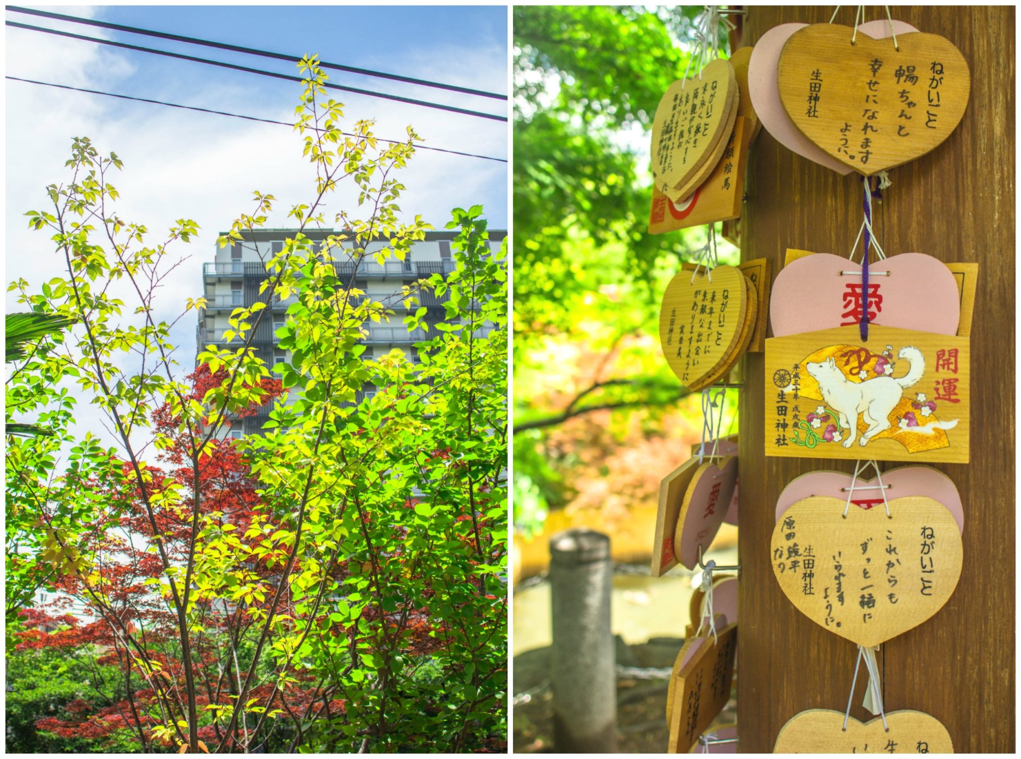 Our visit to Ikuta Shrine in Kobe, Japan - Little Island Takara